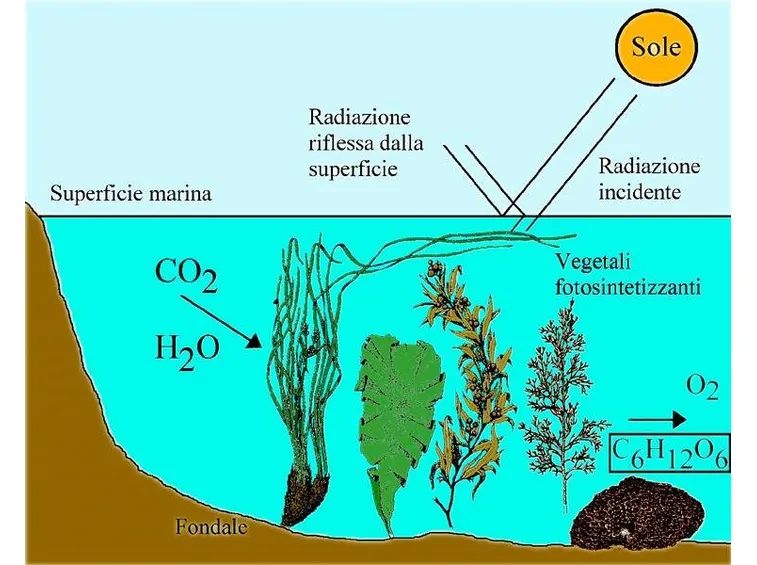 Fotosintesi anossigenica - le piante acquatiche