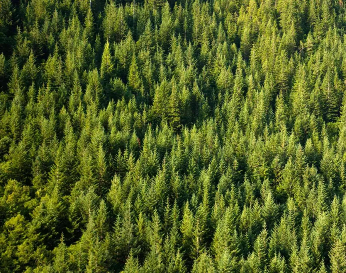 Gli alberi sono i principali produttori di ossigeno sulla Terra