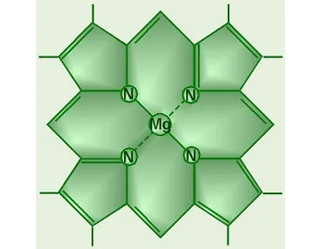 magnesiopiante