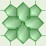 magnesiopiante