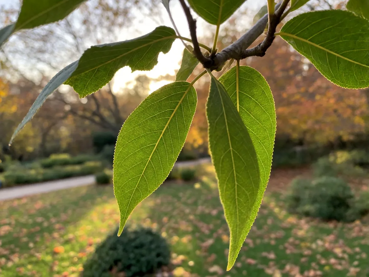 Il verde che si ritira: cosa fa la clorofilla quando arriva l'autunno