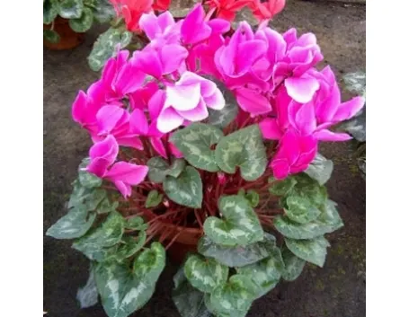 potassiopiante1