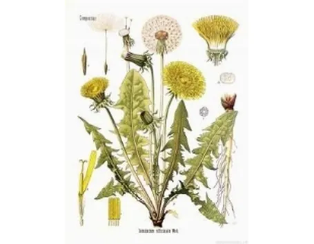 schedabotanica1