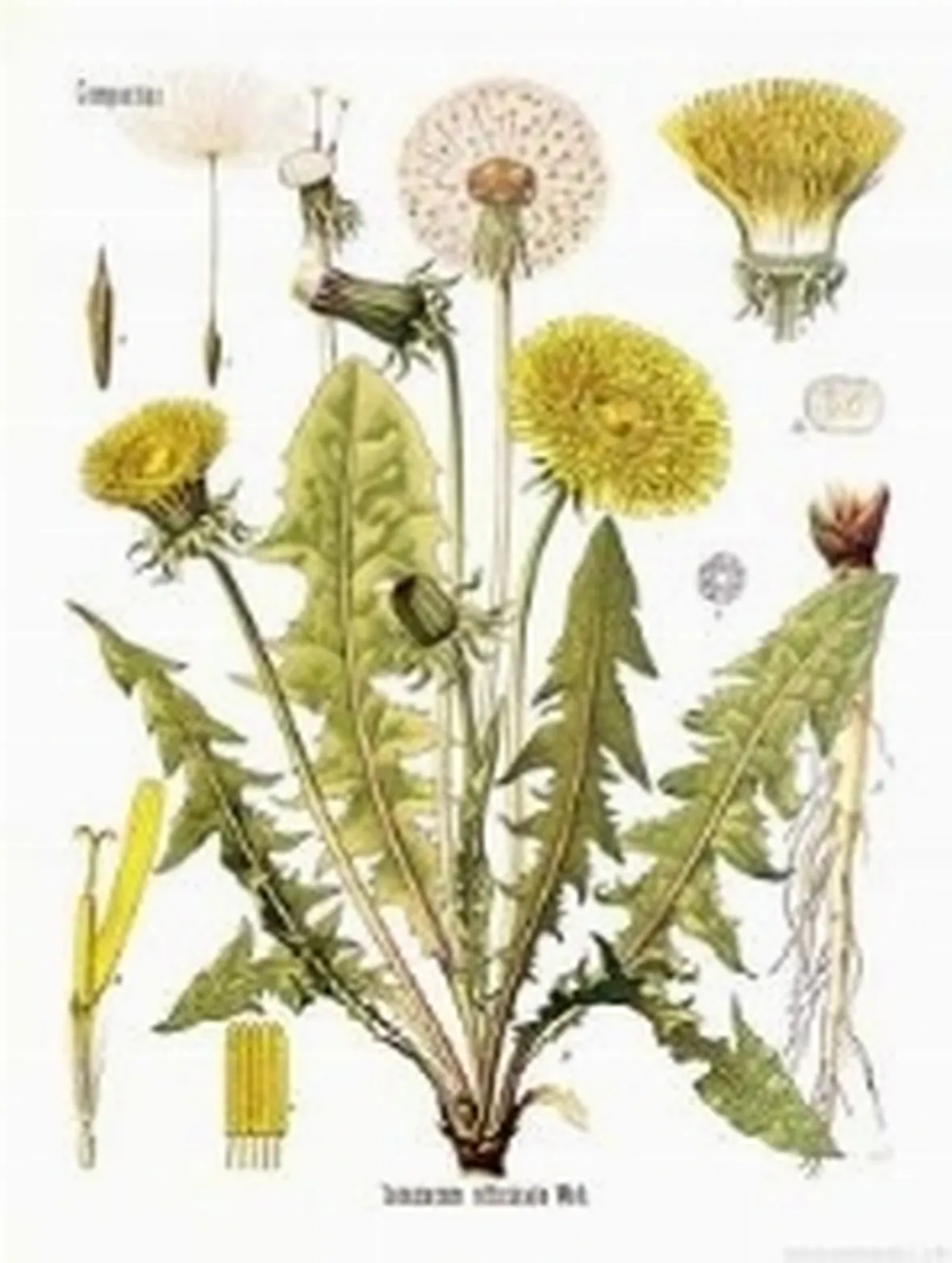 schedabotanica1