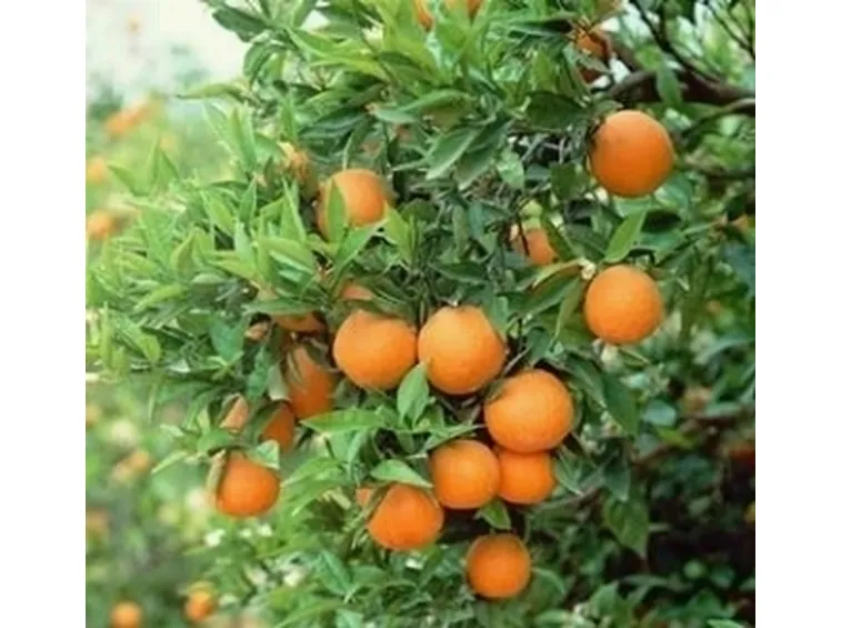 agrumi