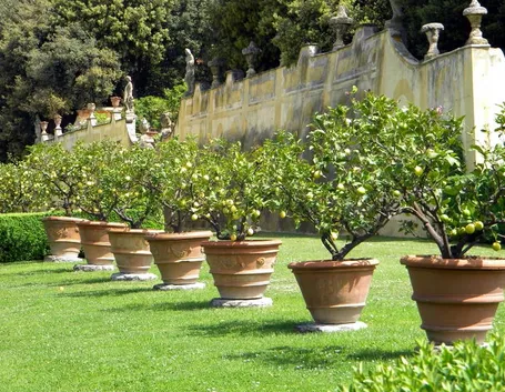 concimare limoni in vaso