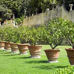 concimare limoni in vaso