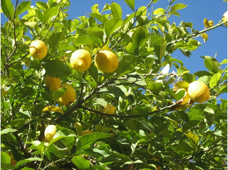 come concimare limoni in vaso