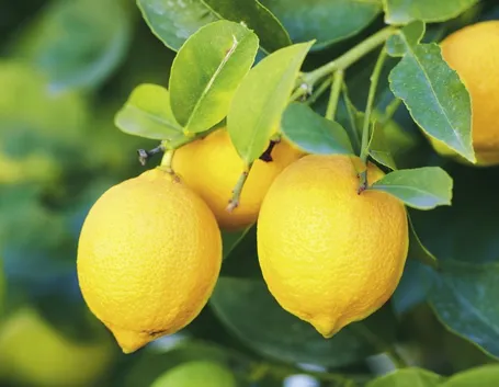 limoni