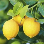 limoni