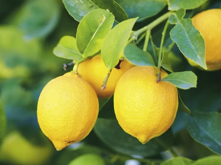 limoni