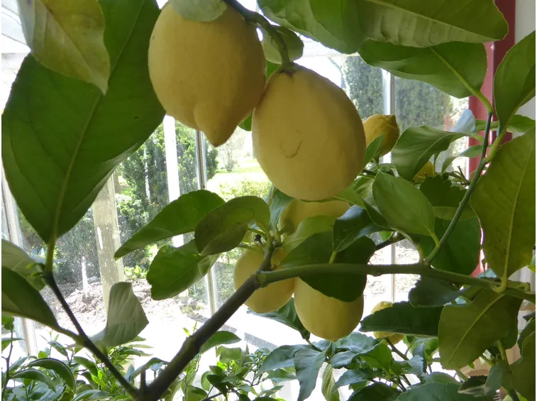 concimare limoni