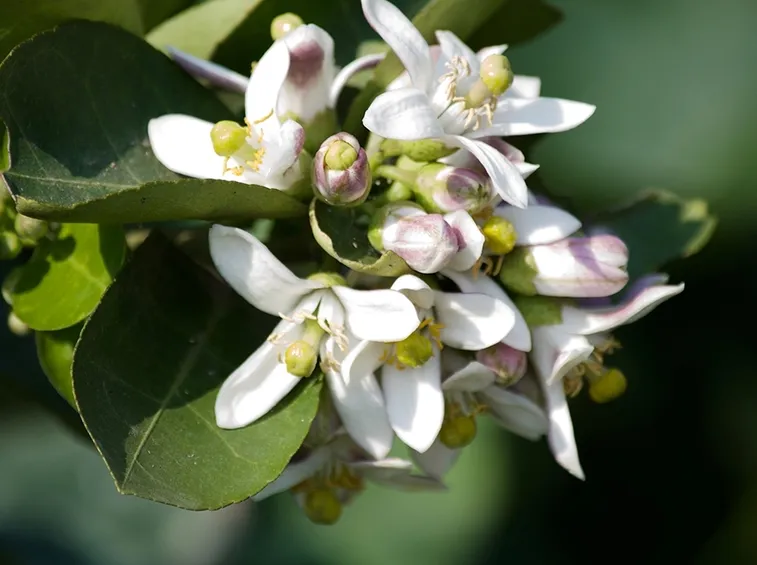 fiori limone