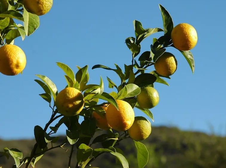 quando concimare limoni