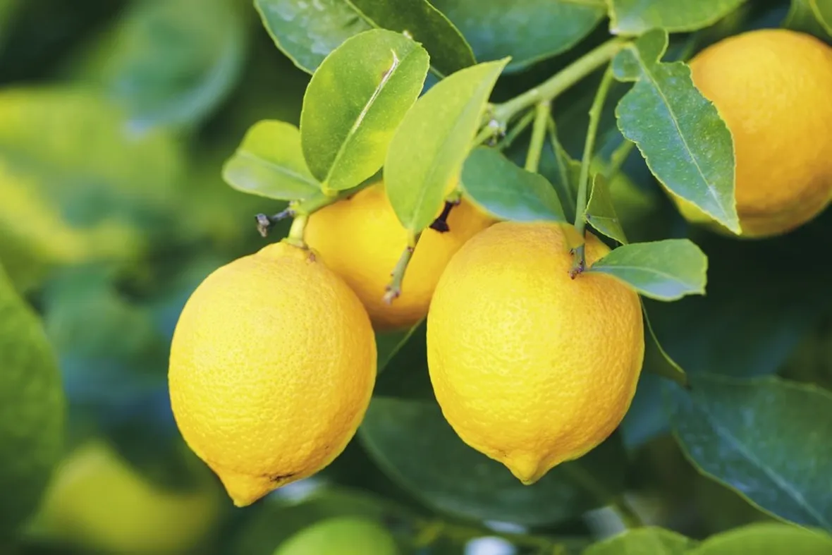 limoni