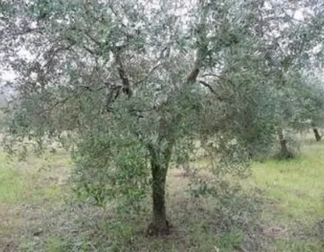 olivo1-1