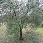 olivo1-1