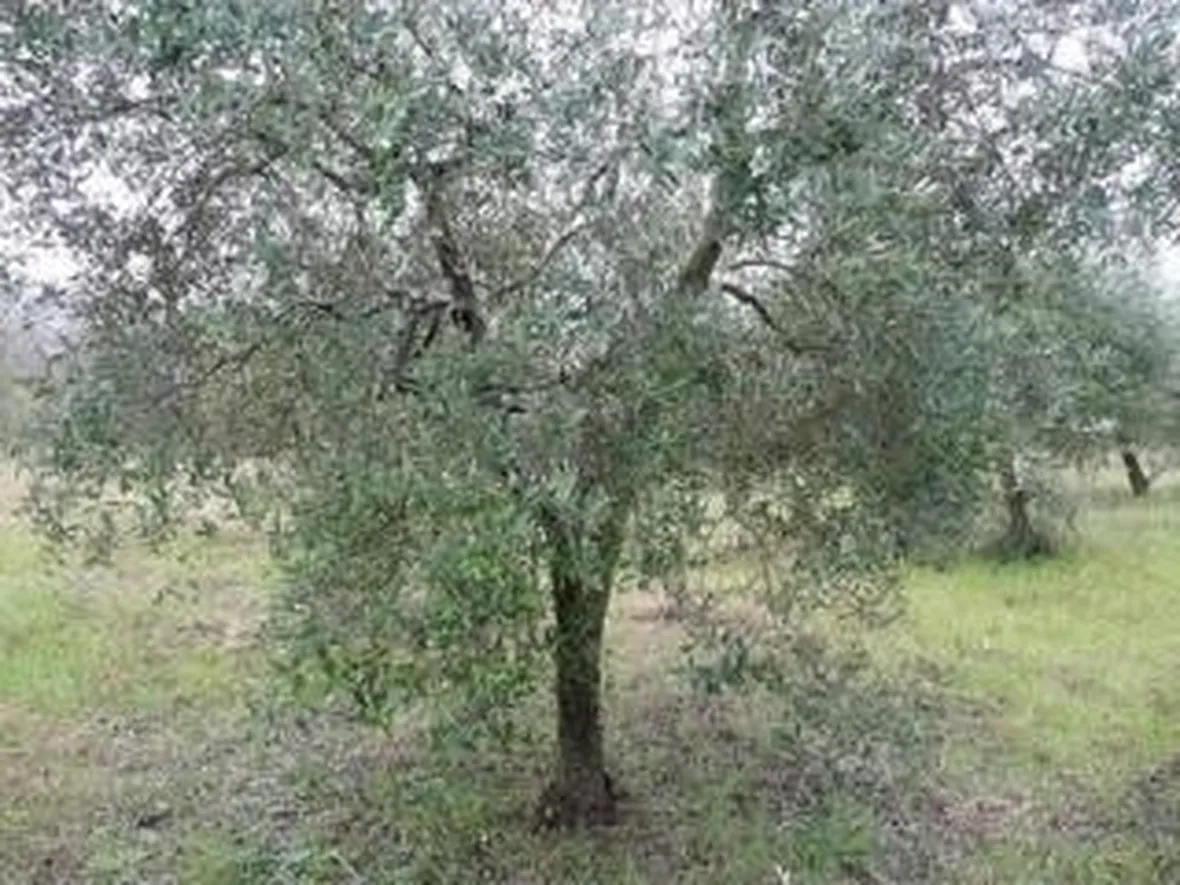 olivo1-1