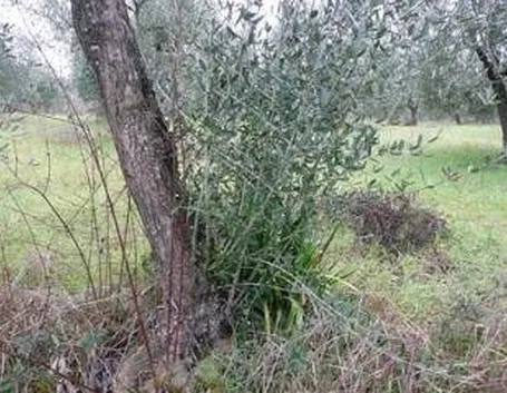 concimeoliveto1