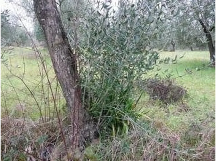 concimeoliveto1