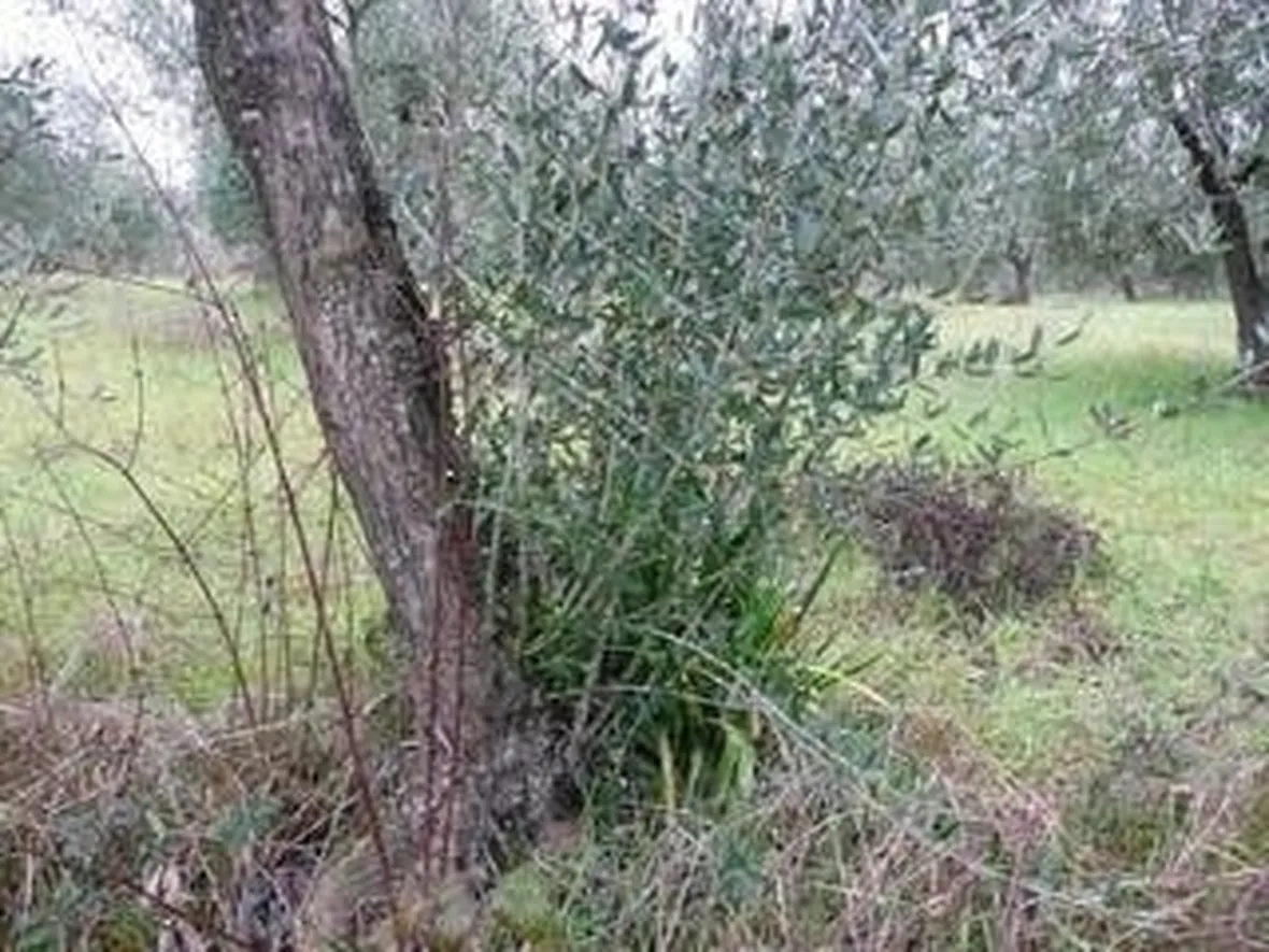 concimeoliveto1