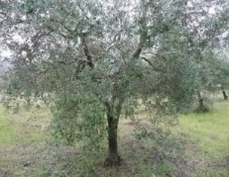 olivo1