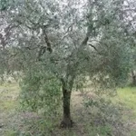 olivo1