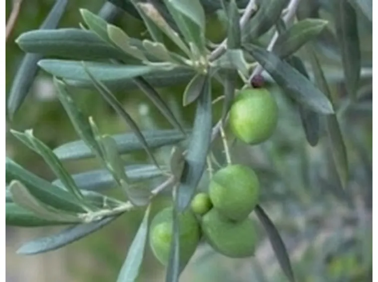 olivo2