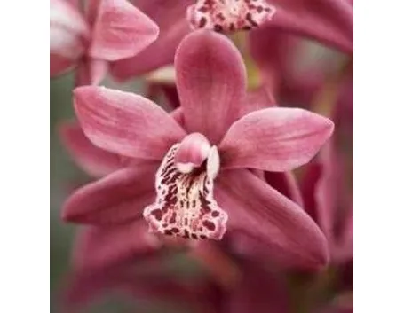 concimeperorchidee