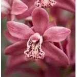 concimeperorchidee