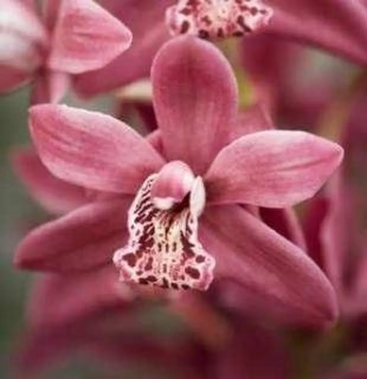 concimeperorchidee
