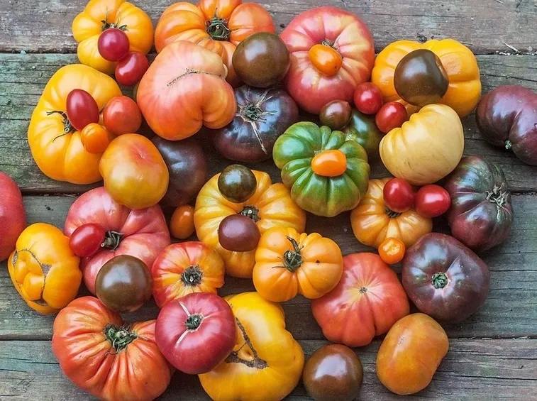 pomodori varietà