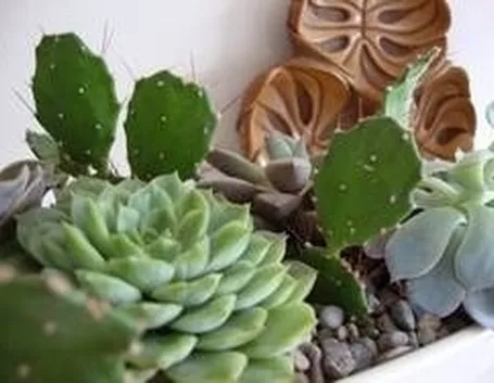 concime-piante-grasse