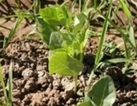 concimi