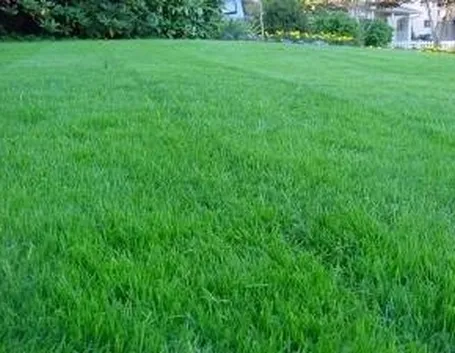 fertlizzareprato