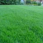 fertlizzareprato
