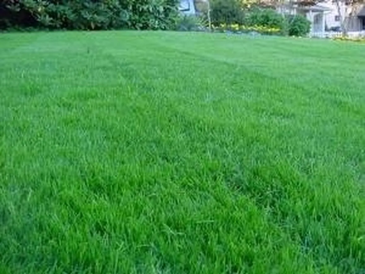 fertlizzareprato