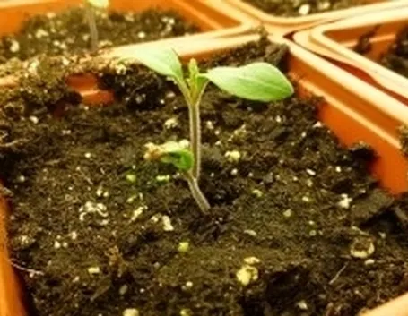 fertilizzantibiologici