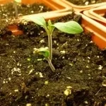 fertilizzantibiologici