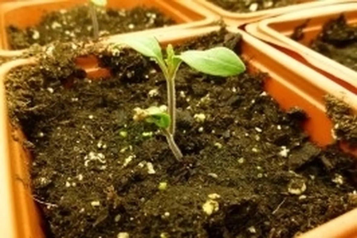 fertilizzantibiologici