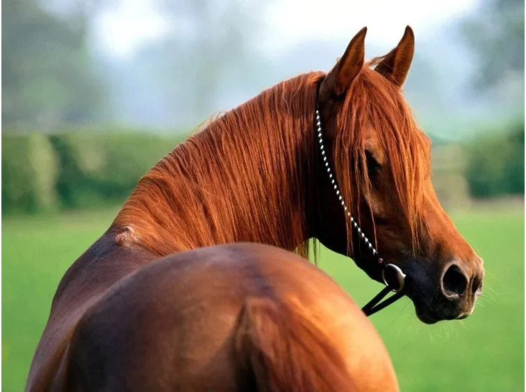 stallatico cavallo
