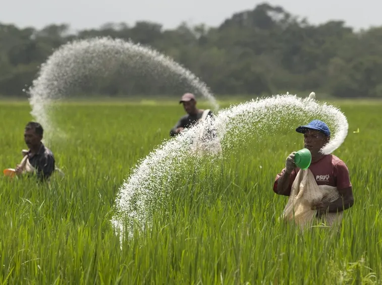 concimare con urea