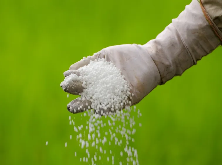 urea fertilizzante