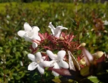 abelia nana