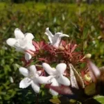 abelia nana