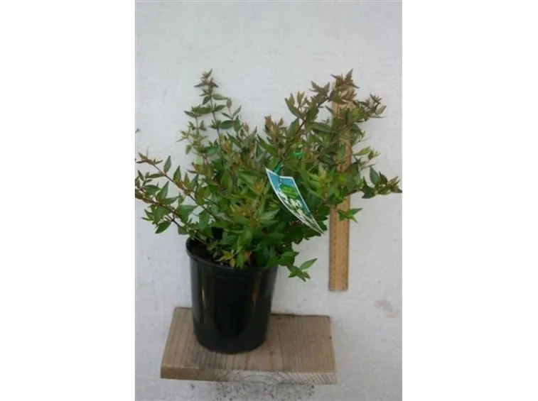 abelia nana