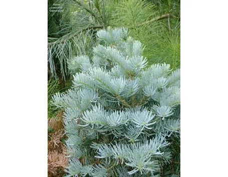 foto abies concolor
