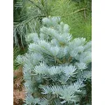 foto abies concolor