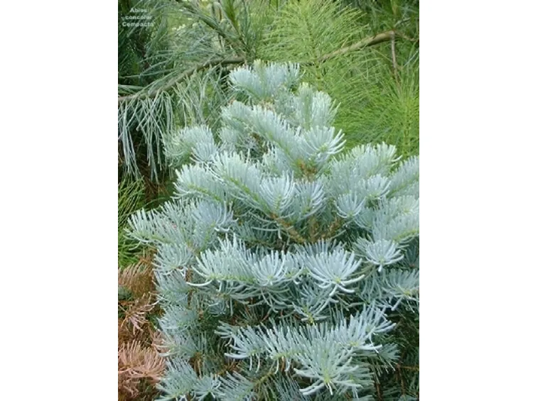 foto abies concolor