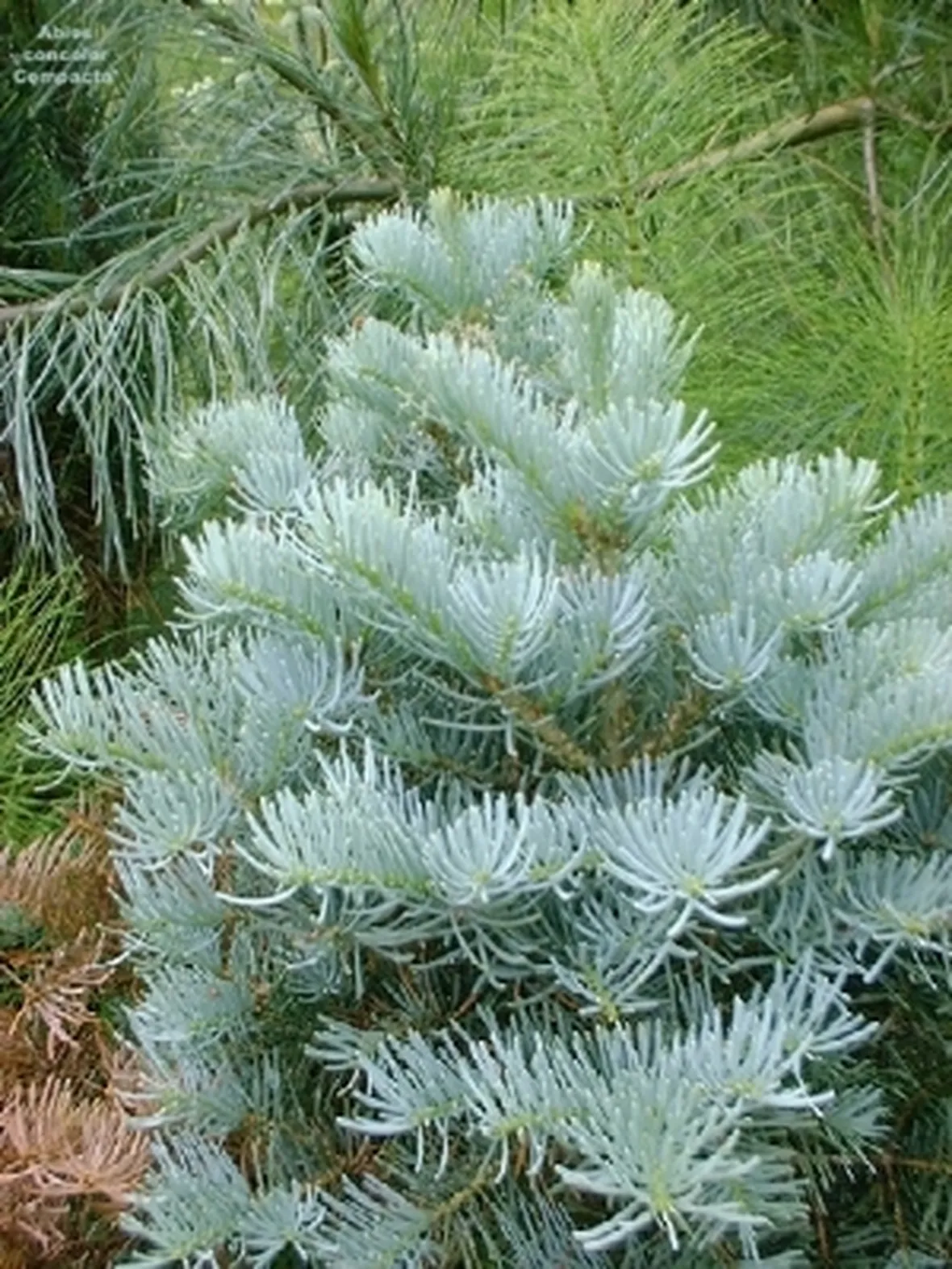 foto abies concolor